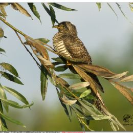 Cuculo femmina