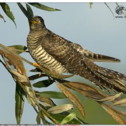 Cuculo femmina