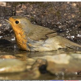 Pettirosso...al bagno