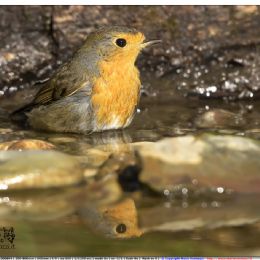 Pettirosso...al bagno