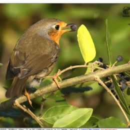 Pettirosso...merenda