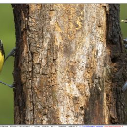 Cinciallegra e cinciarella