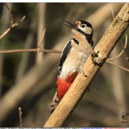 Picchio rosso maggiore Femmina