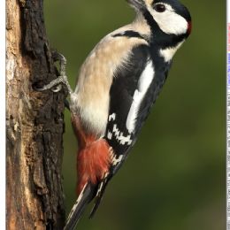 Picchio rosso maggiore Maschio