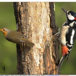 Picchio rosso maggiore Maschio...con intruso...pettirosso