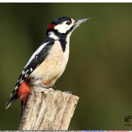 Picchio rosso maggiore Maschio