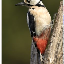 Picchio rosso maggiore Femmina