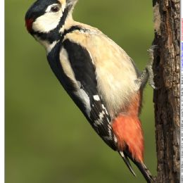 Picchio rosso maggiore Maschio