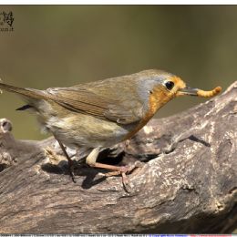 Pettirosso con preda