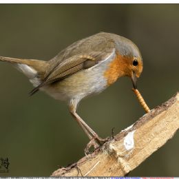 Pettirosso...attacco