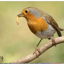 Pettirosso con preda