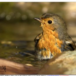 Pettirosso...al bagno