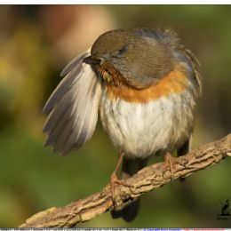Pettirosso...toilette