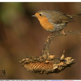 Pettirosso sul girasole