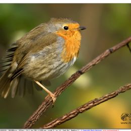 Pettirosso...toilette