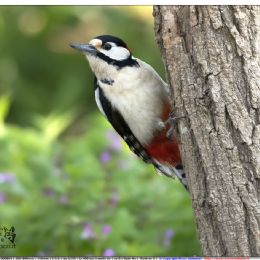 Picchio rosso maggiore Maschio
