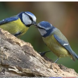 Cinciarelle maschio e femmina - Corteggiamento