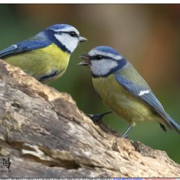 Cinciarelle maschio e femmina - Corteggiamento