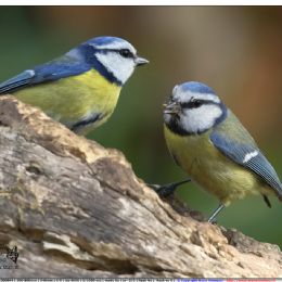 Cinciarelle maschio e femmina - Corteggiamento