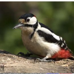 Picchio rosso maggiore Maschio