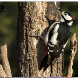 Picchio rosso maggiore maschio