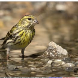 Verzellino...in piscina