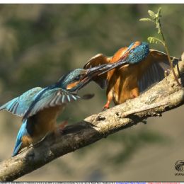 Maschio e femmina - corteggiamenti
