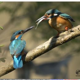 Maschio e femmina - corteggiamenti