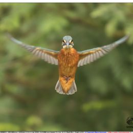 Martin pescatore femmina giovane in volo