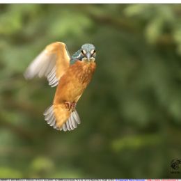 Martin pescatore femmina giovane in volo