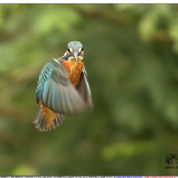 Martin pescatore femmina giovane in volo