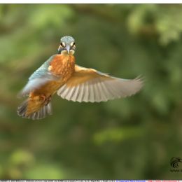 Martin pescatore femmina giovane in volo
