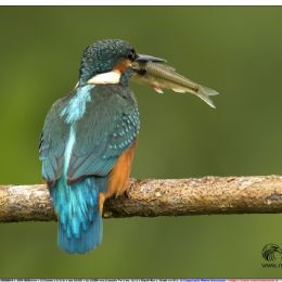 Martin pescatore maschio - giovane con preda