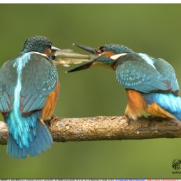 Martin pescatori maschi - giovani in lotta per la preda