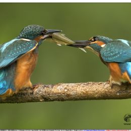 Martin pescatori maschi - giovani in lotta per la preda