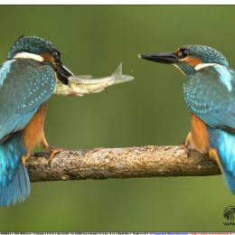 Martin pescatori maschi - giovani in lotta per la preda