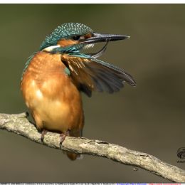 Martin pescatore maschio - toilette