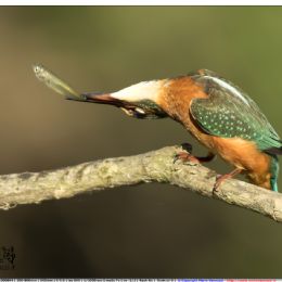 Martin pescatore femmina uccide la preda