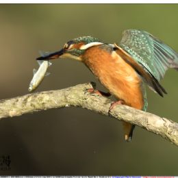 Martin pescatore femmina con preda