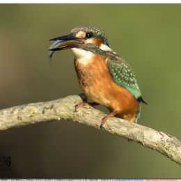 Martin pescatore femmina con preda