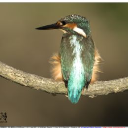 Martin pescatore femmina giovane