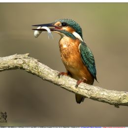 Martin pescatore femmina con preda