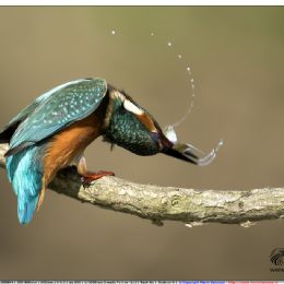 Martin pescatore femmina uccide la preda