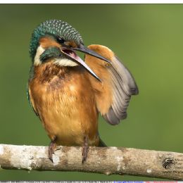 Martin pescatore maschio - toilette