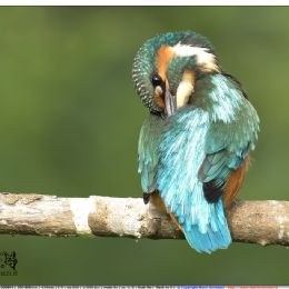 Martin pescatore maschio - toilette