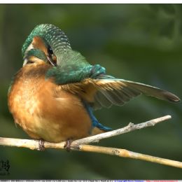 Martin pescatore maschio - toilette