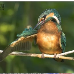 Martin pescatore maschio - toilette