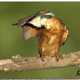 Martin pescatore maschio - toilette