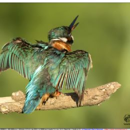 Martin pescatore femmina in atteggiamento di minaccia