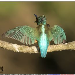 Martin pescatore femmina in atteggiamento di minaccia